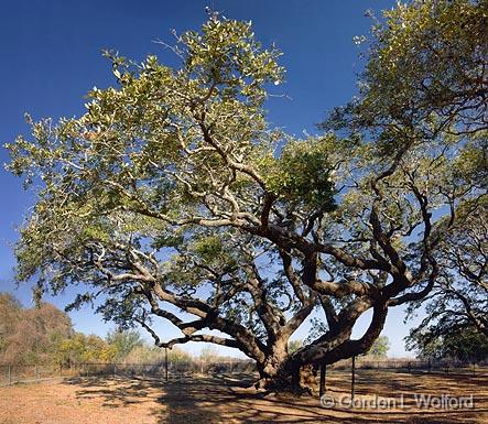 The Big Tree 40395-400.jpg - Photographed along the Gulf coast near Rockport, Texas, USA.